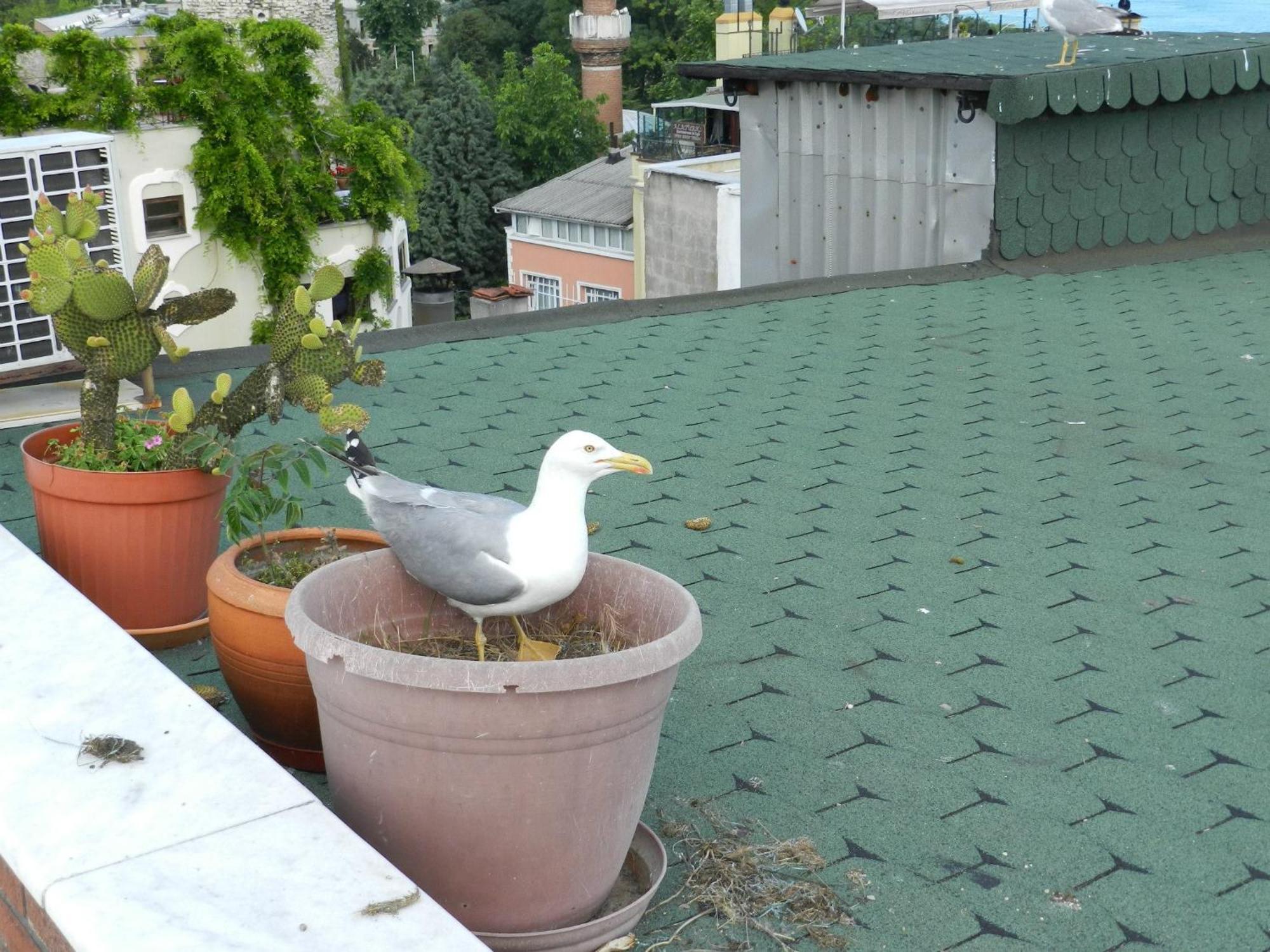 Berk Guest House - Grandma'S House Estambul Exterior foto